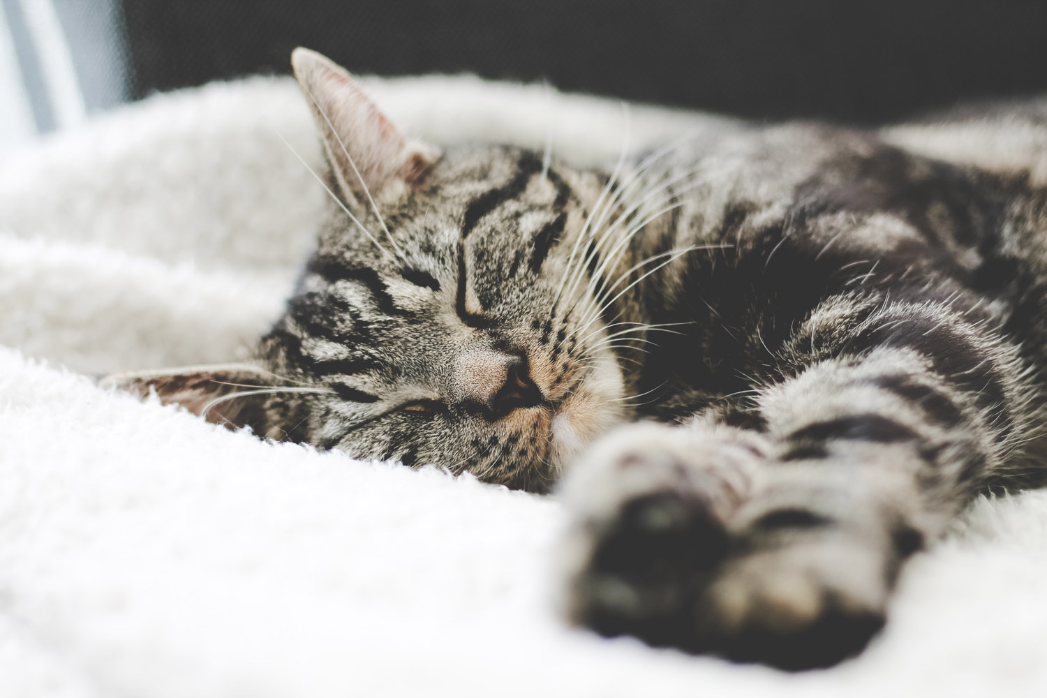 schlafende Katze Tipps bei Schlaflosigkeit
