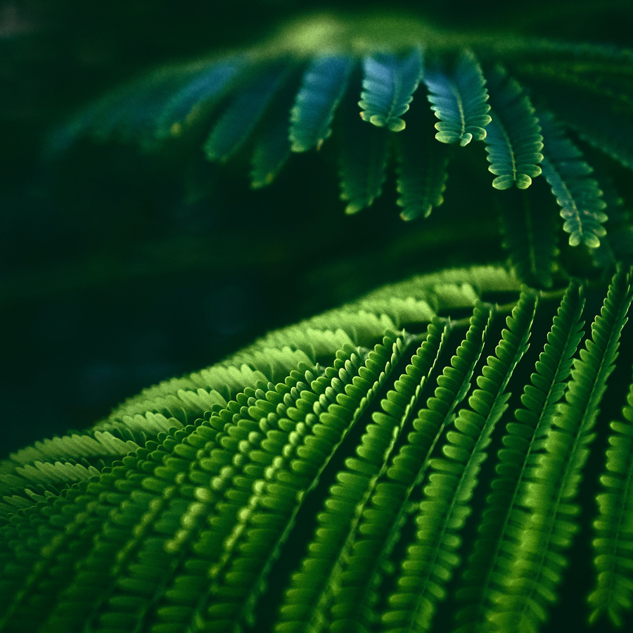 green farn leaves