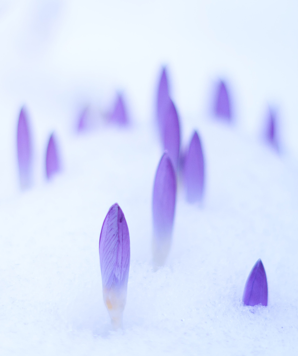 Flowers coming through the snow miracle hope of new life fertility