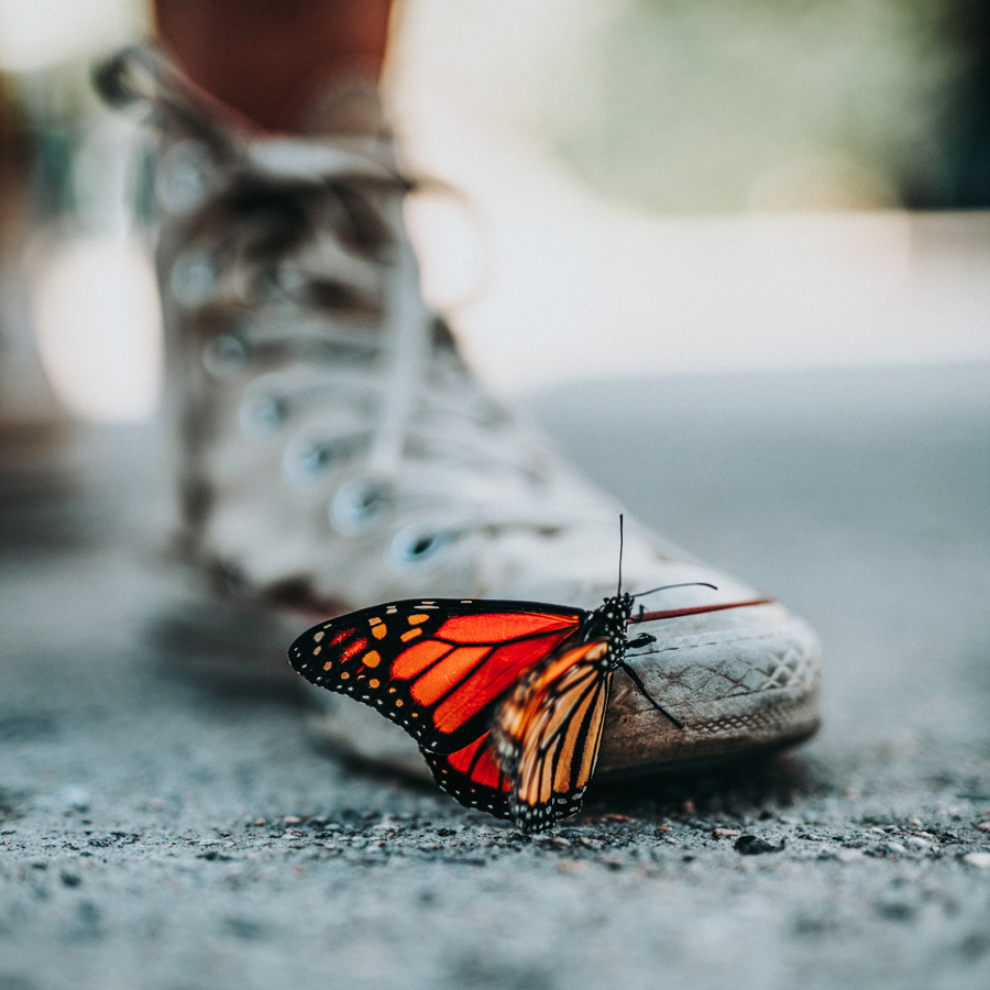 oranger Schmetterling auf Schuh