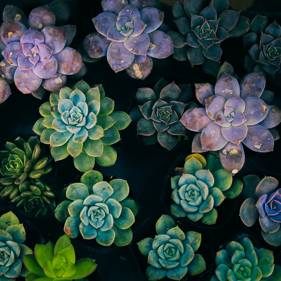 succulent plants